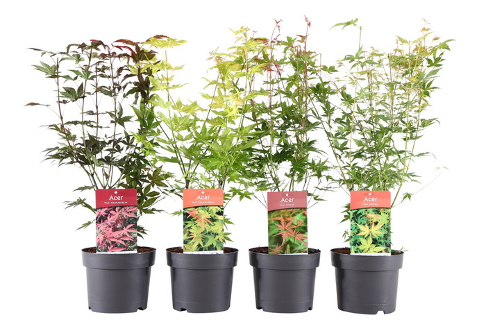 Japansk Ahorn (Acer palmatum) i 19 cm potte